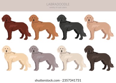 Labradoodle clipart. Different poses, coat colors set.  Vector illustration