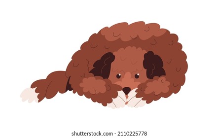 Labradoodle dog lying. Cute goldendoodle doggy covering muzzle with paws. Sad canine animal of doodle breed. Adorable puppy missing smb. Flat vector illustration isolated on white background