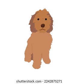 Perro Labradoodle - ilustración vectorial aislada sobre fondo blanco. cachorro maltipoo aislado. Icono de perro caniche rojo
