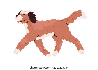 Labradoodle dog walking. Happy cute goldendoodle doggy with curly wavy hair. Fluffy canine animal of doodle breed. Friendly cheerful puppy. Flat vector illustration isolated on white background