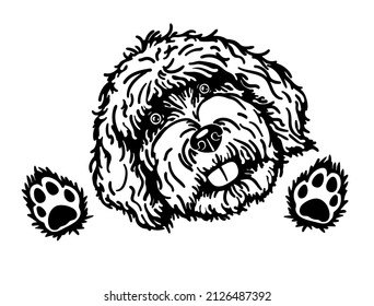 Labradoodle, Golden doodle, dog portrait svg