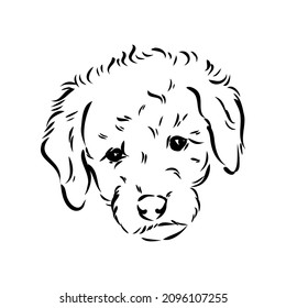 Labradoodle Mix dog - vector isolated illustration on white background