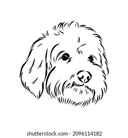 Labradoodle Mix dog - vector isolated illustration on white background svg