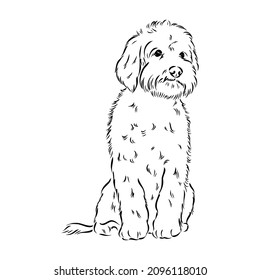 Labradoodle Mix dog - vector isolated illustration on white background svg