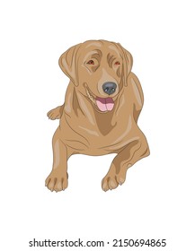 Labrador Clip art Vector Illustration