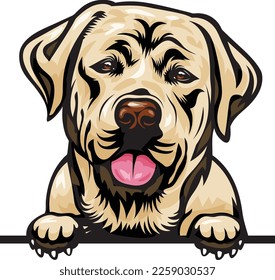 Labrador Color Peeking Dogs. Color image of a dogs head isolated on a white background. Dog portrait, Vector illustration