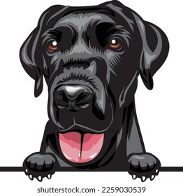 Labrador Color Peeking Dogs. Color image of a dogs head isolated on a white background. Dog portrait, Vector illustration