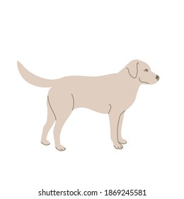 Labrador in colored flat style. For logo, icons, emblems, template, badges. Vector illustration