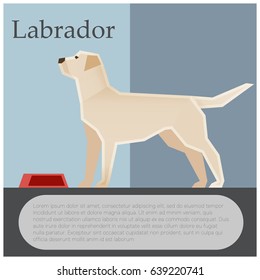 Labrador colourful postcard