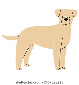 Labrador cute on a white background, vector illustration.