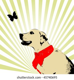 labrador dog
