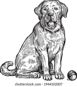 Labrador, a dog with a ball, vector illustration. Vintage graphics and handwork. The dog sits near the ball, wants to play with it. Collection of pets.