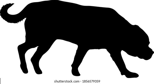 Labrador dog black silhouette on white background