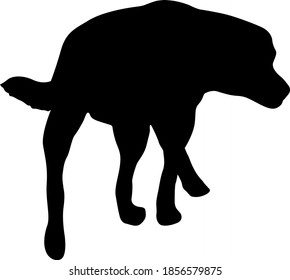 Labrador dog black silhouette on white background
