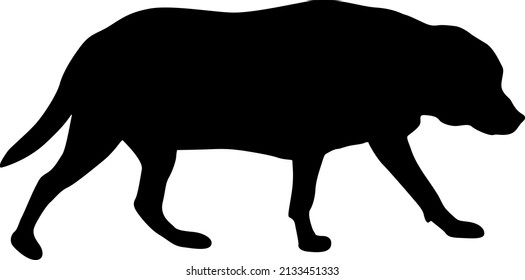 Labrador dog black silhouette on white background.