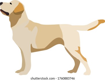 labrador dog breed isolated vector on a white background