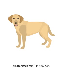 Labrador dog color vector icon. Flat design