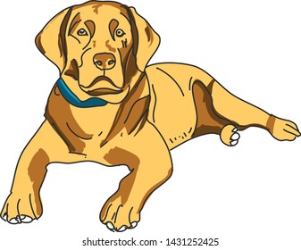 Labrador dog in hand drawing style Vector