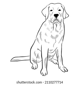 Labrador dog isolated on white background. Hand drawn dog breed vector sketch.