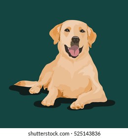 Labrador Dog At One Color Background