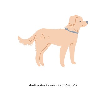 Labrador dog or puppy with beige fur coat, flat cartoon vector illustration isolated on white background. Charming adorable dog standing full length in profile.
