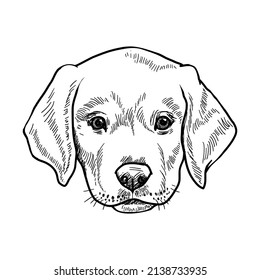 Labrador Hund Welpe. Vektorgrafik-Stift