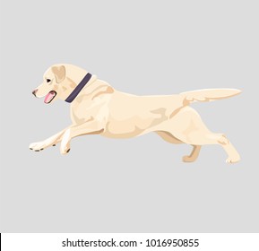 Labrador dog is running isolated on light-gray background. Labrador Retriever with collar for your design.