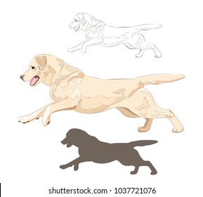 Labrador dog running isolated on white background. Active purebred canine hand drawn sketch and silhouette. 