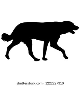 Labrador dog silhouette on a white background