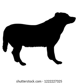 Labrador dog silhouette on a white background