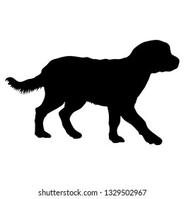 Labrador dog silhouette on a white background