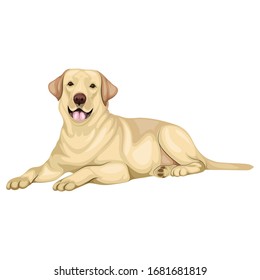 Labrador Dog In Sitting Pose Vector Illustration Isolated On White Background