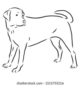 Labrador dog sketch, contour vector illustration 