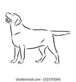 Labrador dog sketch, contour vector illustration 