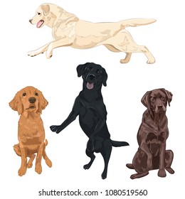 Labrador dogs isolated on white background. Black, chocolate and yellow labrador breed canines vector illustration.