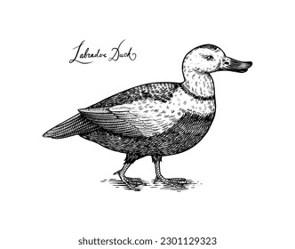 Labrador duck. Extinct bird. Engraved Hand drawn vector illustration in woodcut Graphic vintage style, drawing