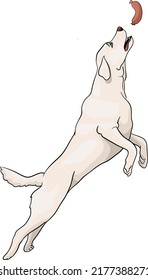 Labrador golden retriever jumping, hunts, catches, eats sausage, drawn vector illustration of a dog