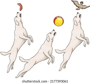 Labrador golden retriver tosa inu jumping, playing with bird, ball, sausage, drawing vector illustration dog