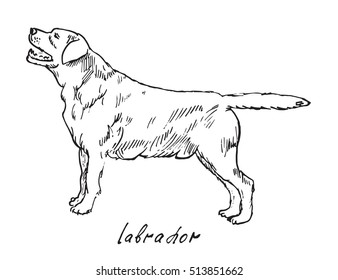 Labrador, hand drawn doodle, sketch in pop art style, vector