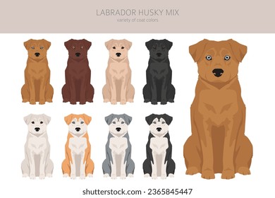 Labrador Husky mix clipart. Labrador Retriever Siberian Husky mix. Different coat colors set.  Vector illustration