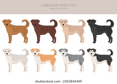 Labrador Husky mix clipart. Labrador Retriever Siberian Husky mix. Different coat colors set.  Vector illustration