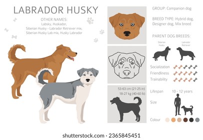 Labrador Husky mix clipart. Labrador Retriever Siberian Husky mix. Different coat colors set.  Vector illustration