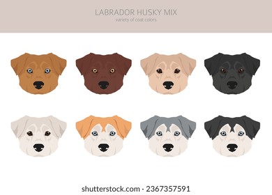 Labrador Husky mix clipart. Labrador Retriever Siberian Husky mix. Different coat colors set.  Vector illustration