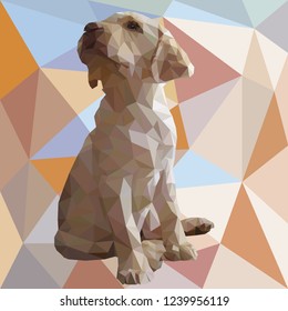Labrador low poly puppy