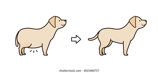 The labrador on the diet. before and after.
