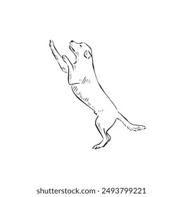 A labrador on his hind legs. A drawing in black and white vector of a dog, side profile and drawn by hand. Canine furry puppy.