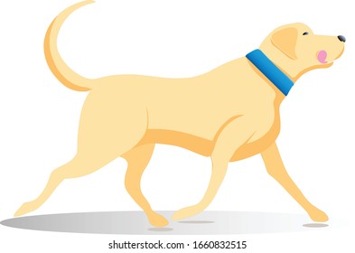 Labrador on a walk. Happy Labrador walks. Funny dog