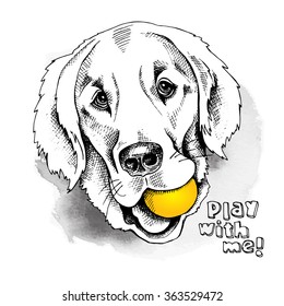 Labrador portrait with the ball. Vector illustration.