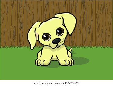 Labrador puppy