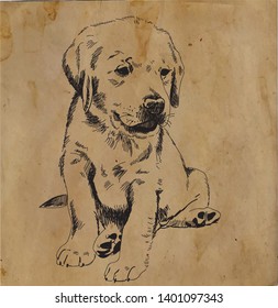 Labrador puppy sitting. Drawing by hand, sketch.